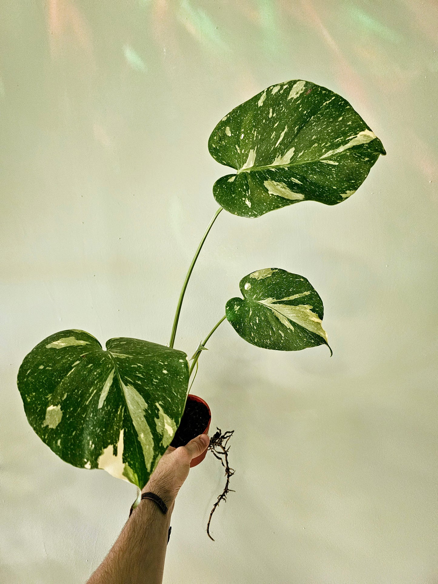 Monstera 'Thai Constellation' 4" *SPECIAL*