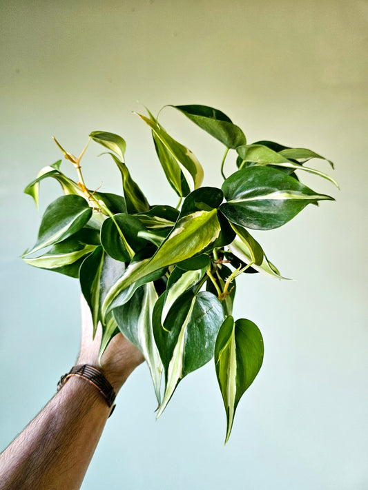 Philodendron hederaceum 'Rio' 4"