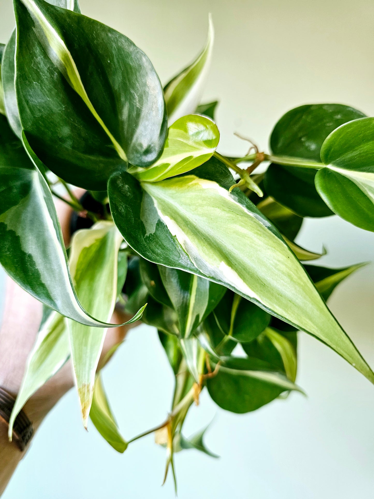 Philodendron hederaceum 'Rio' 4"