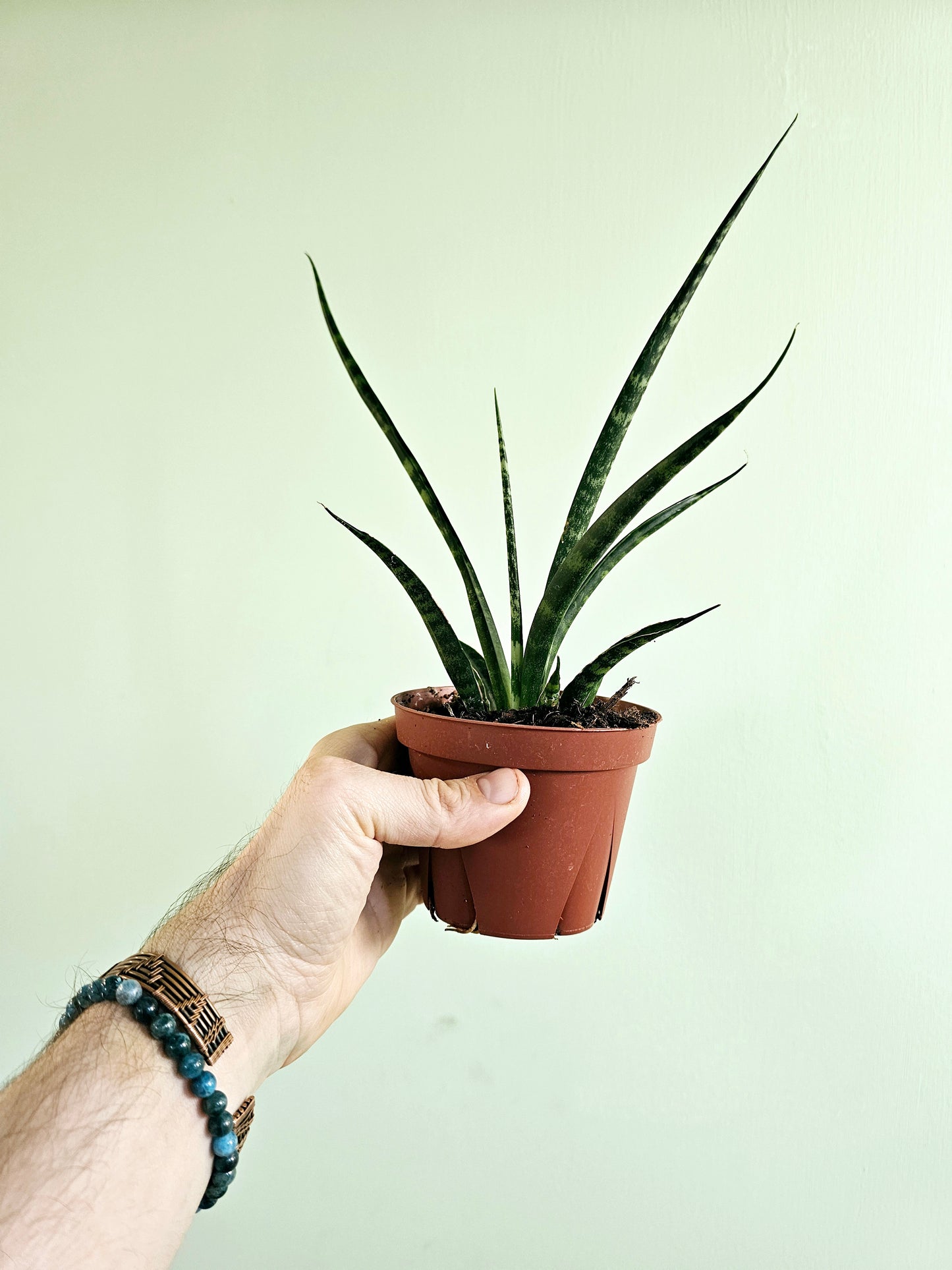 Sansevieria 'Fernwood Mikado' 4"