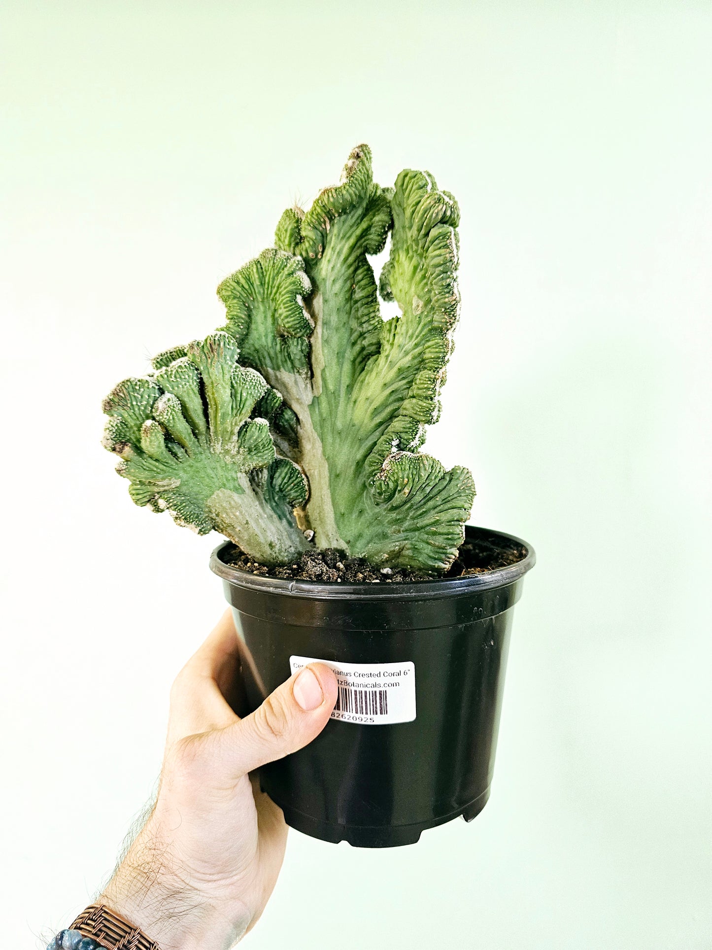 Cereus peruvianus Crested "Coral Cactus" 6"