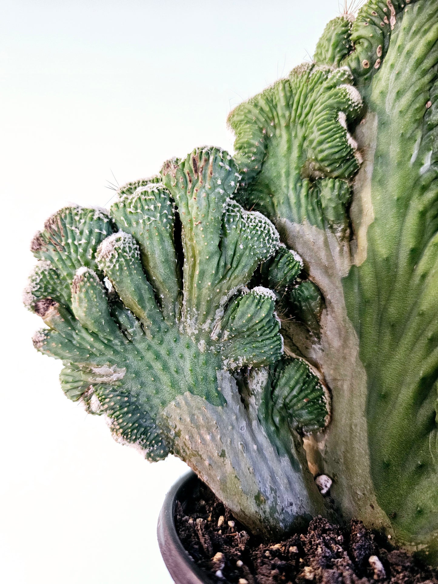 Cereus peruvianus Crested "Coral Cactus" 6"