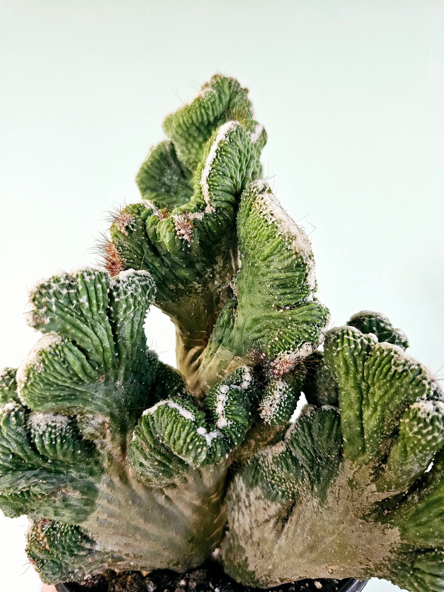 Cereus peruvianus Crested "Coral Cactus" 6"