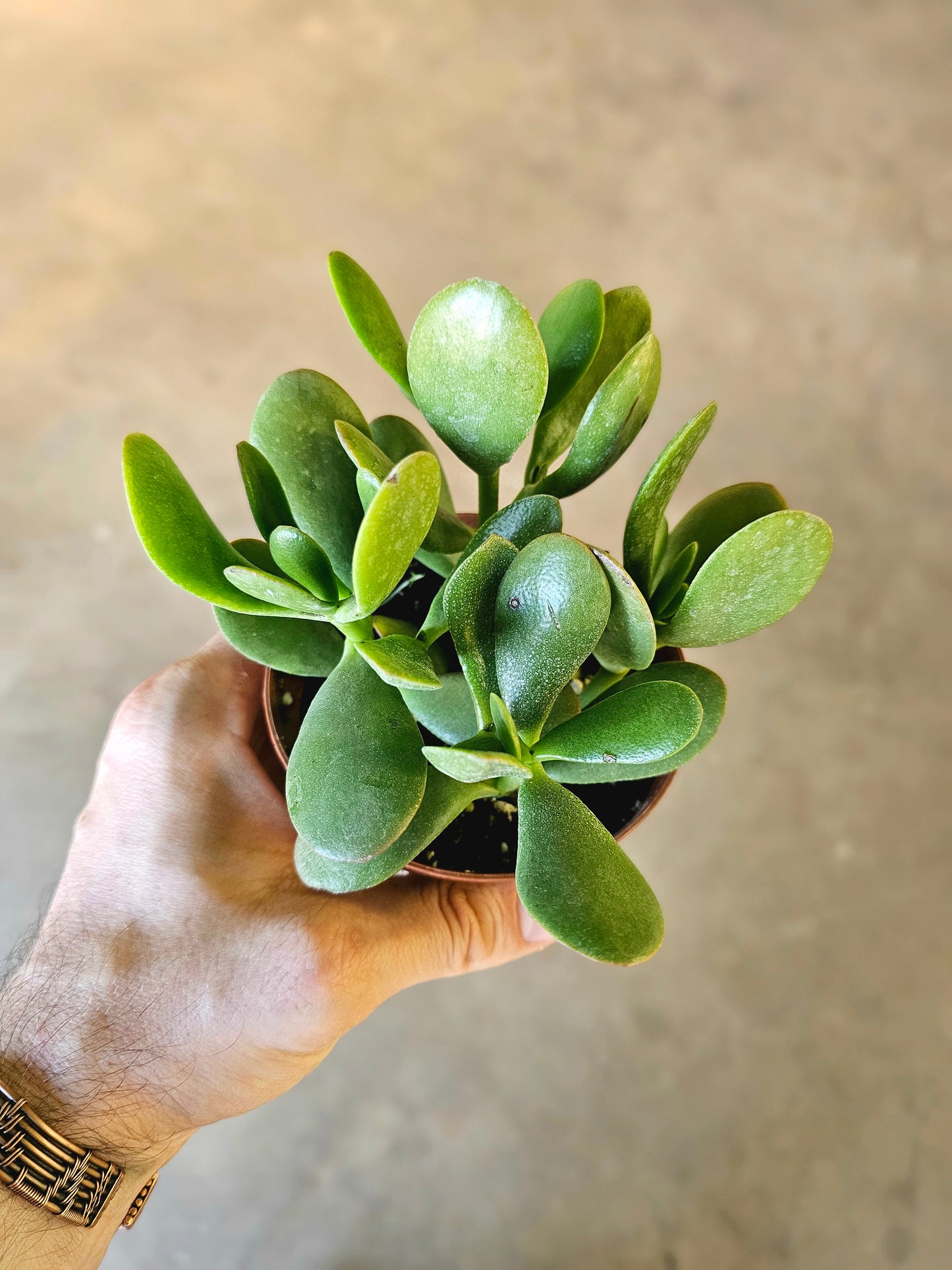 Crassula ovata "Jade" 4"