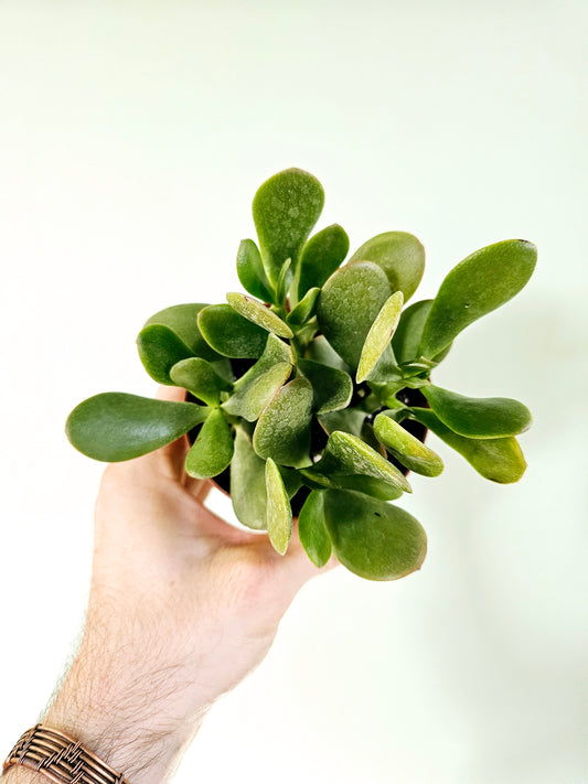 Crassula ovata "Jade" 4"