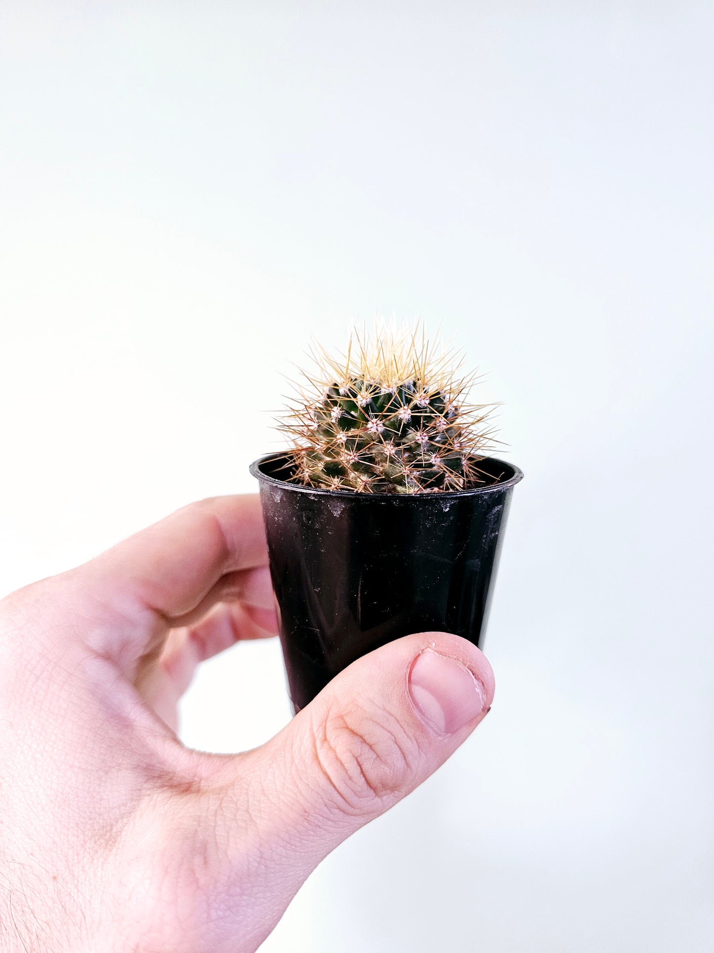 Mammillaria nivosa 2.5"