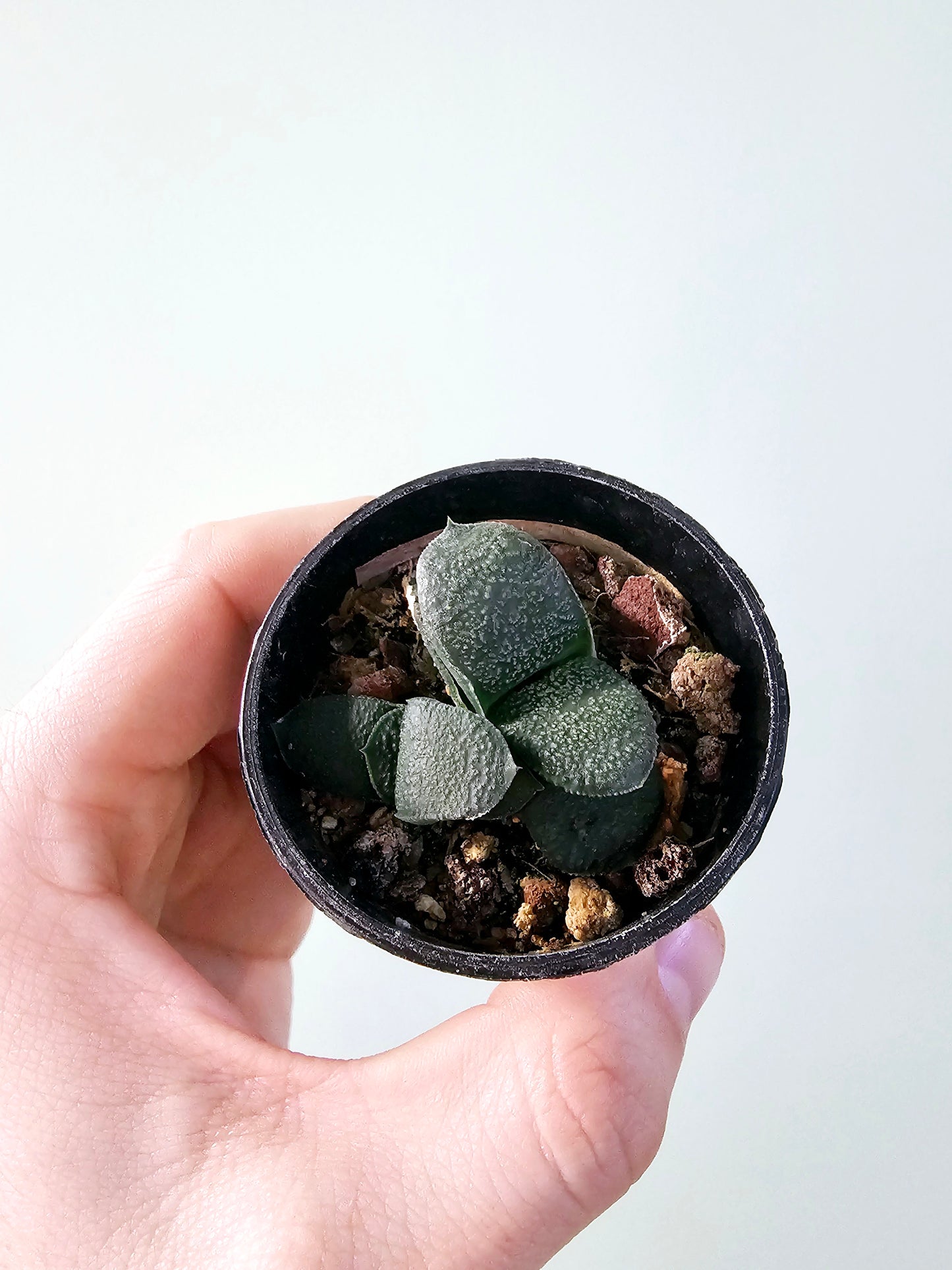 Gasteria armstrongii ssp. 2.5"