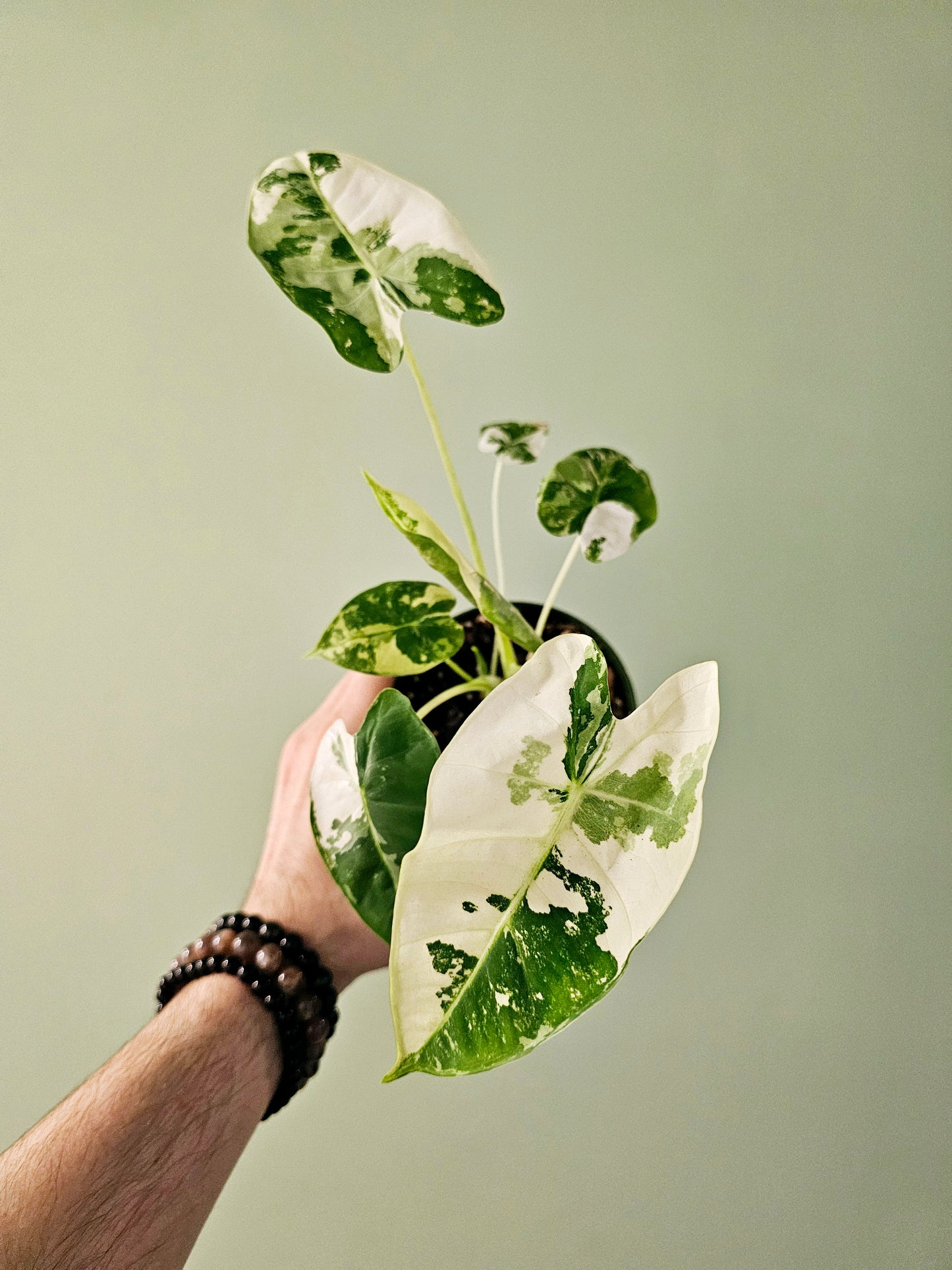 Alocasia frydek Variegated 4"