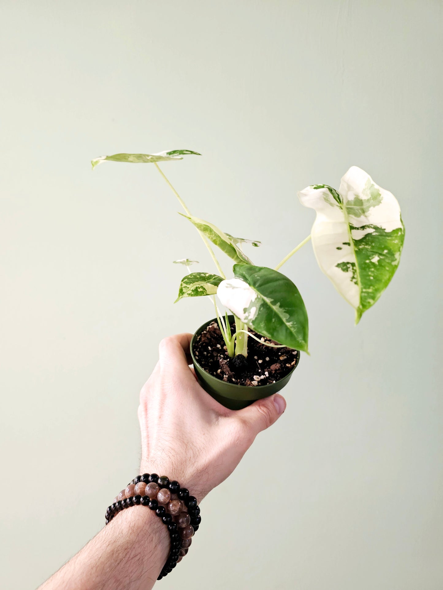 Alocasia frydek Variegated 4"