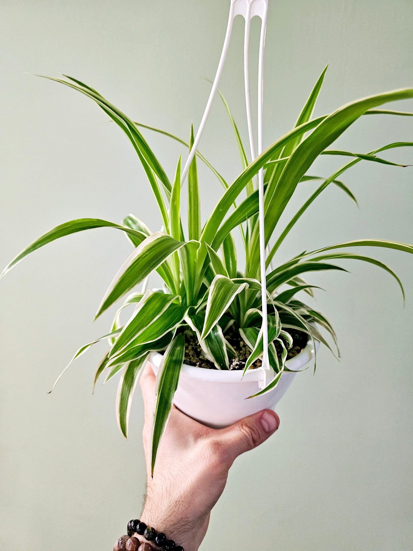 Chlorophytum comosum 'Irish' Variegated Spider Plant 6" HB