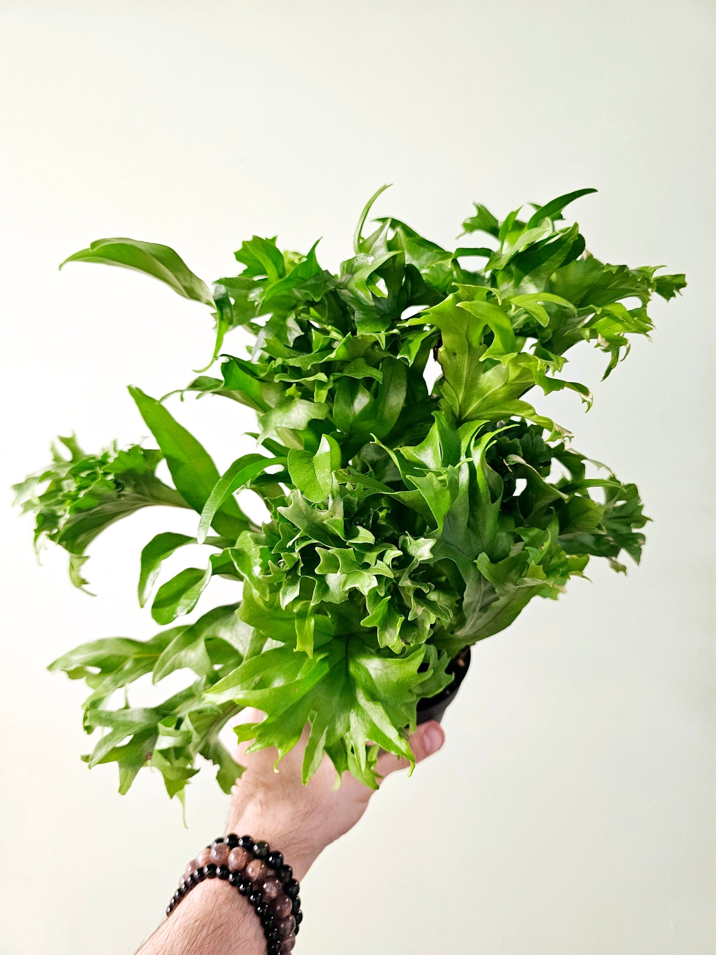 Asplenium nidus 'Crissie' Fern 4"