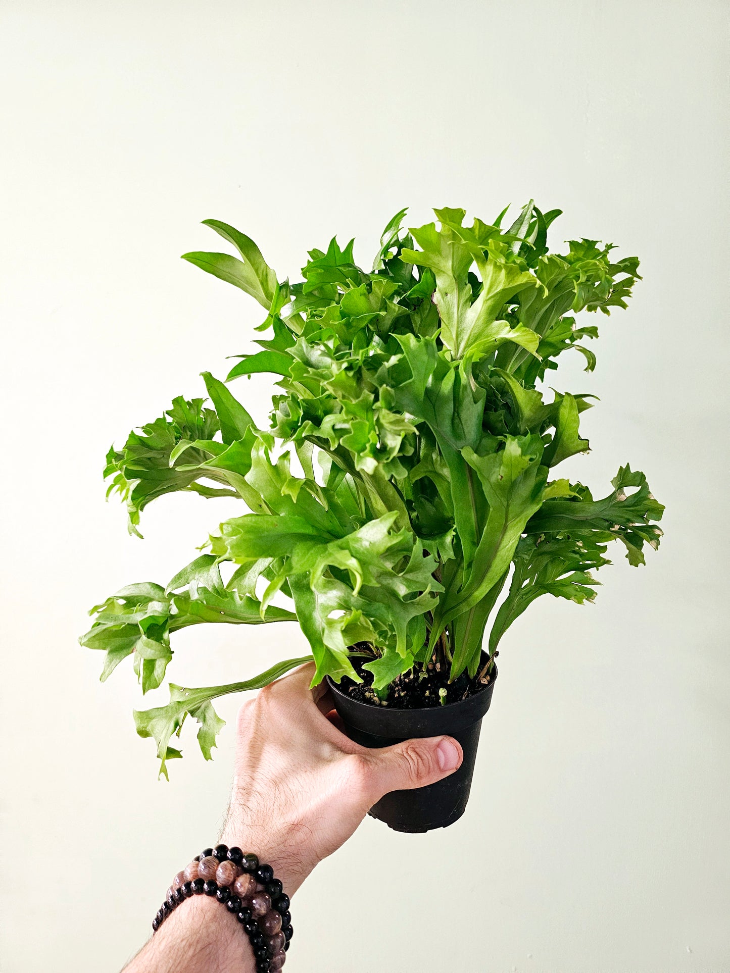 Asplenium nidus 'Crissie' Fern 4"