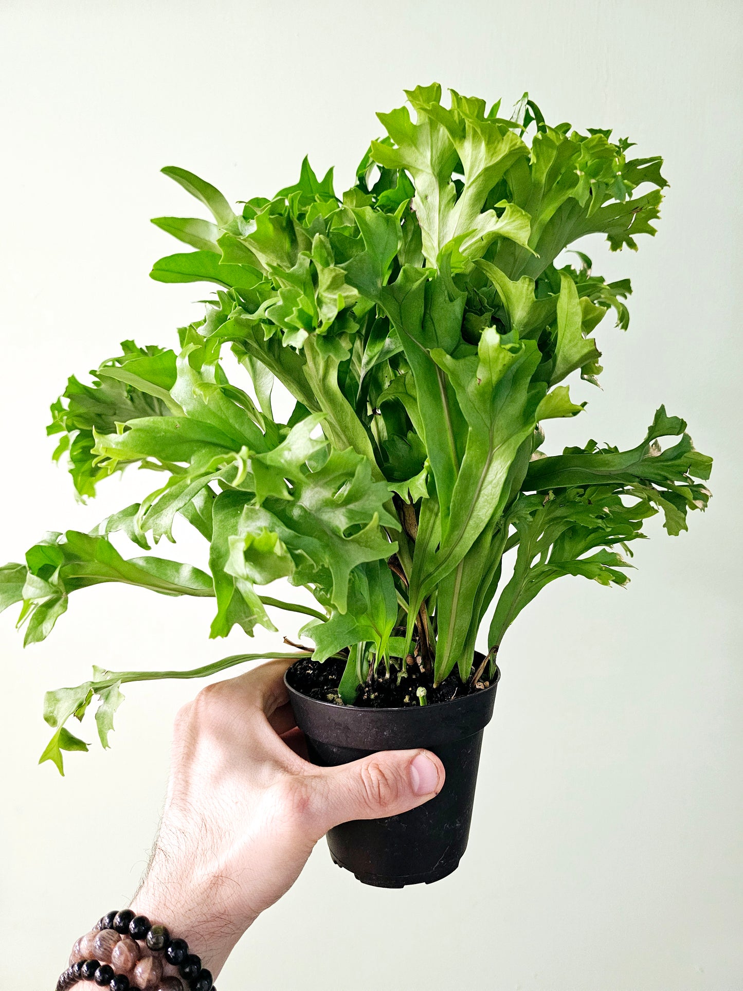 Asplenium nidus 'Crissie' Fern 4"