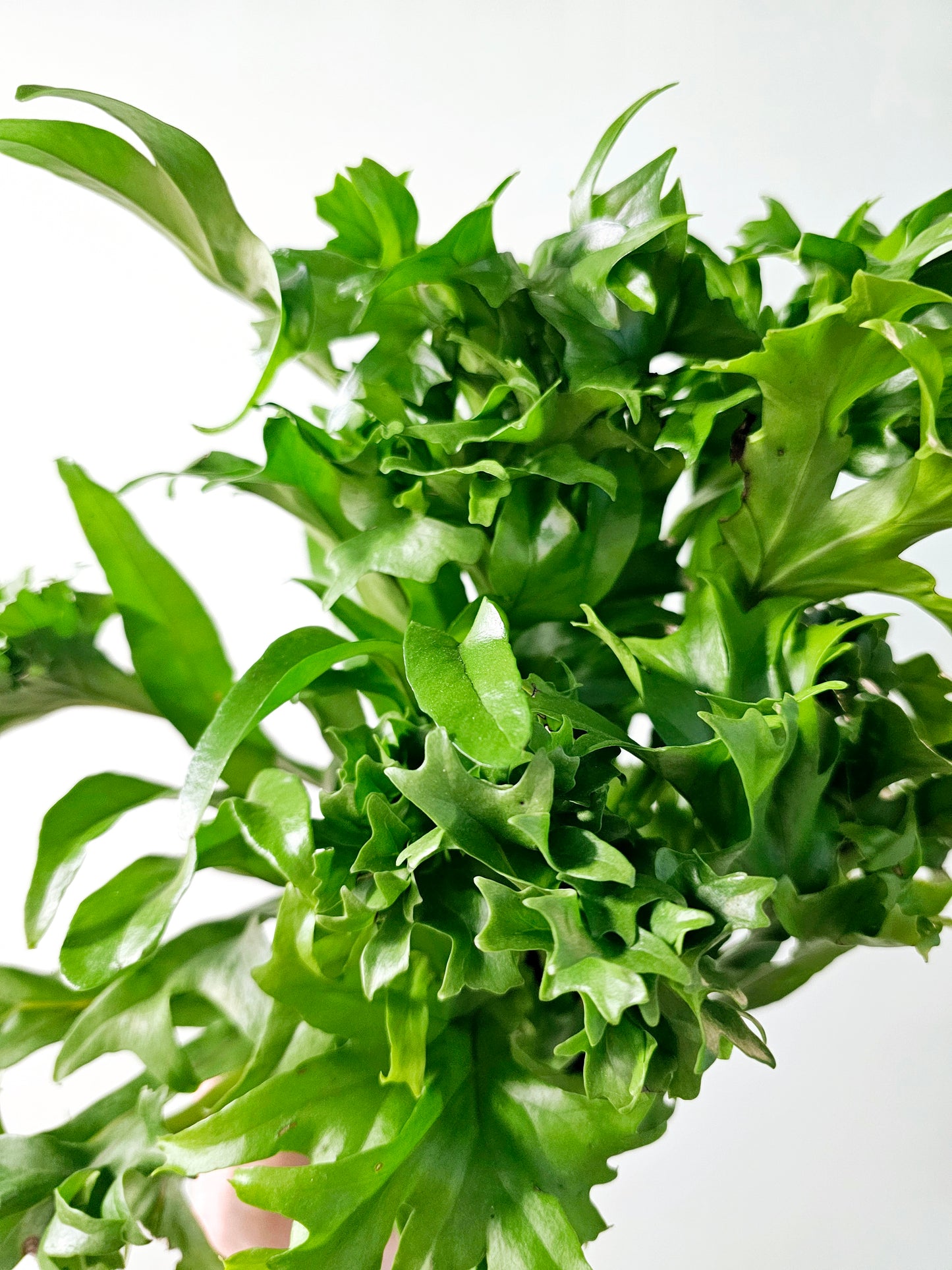 Asplenium nidus 'Crissie' Fern 4"