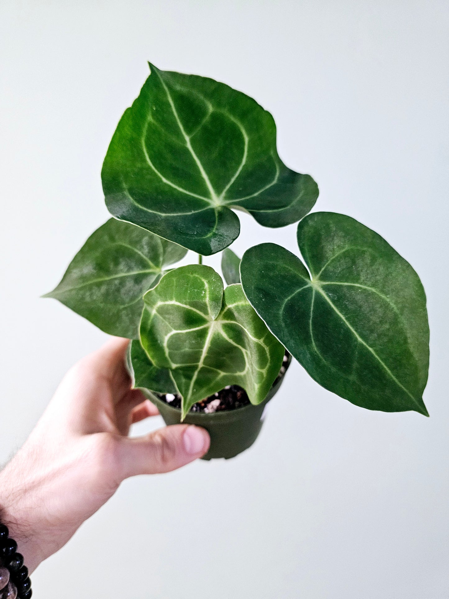 Anthurium Clarinervium 4"