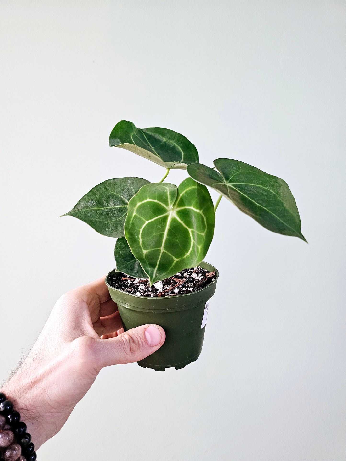 Anthurium Clarinervium 4"