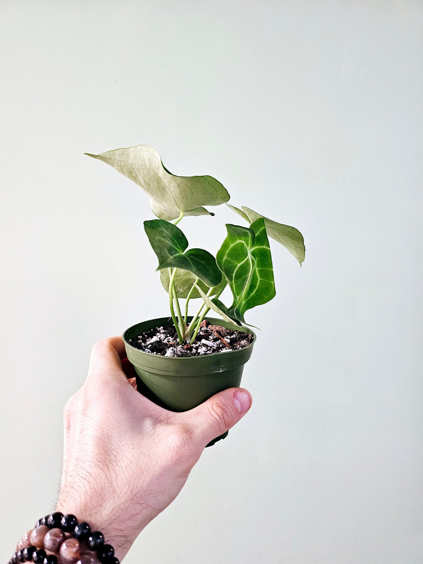 Anthurium Clarinervium 4"