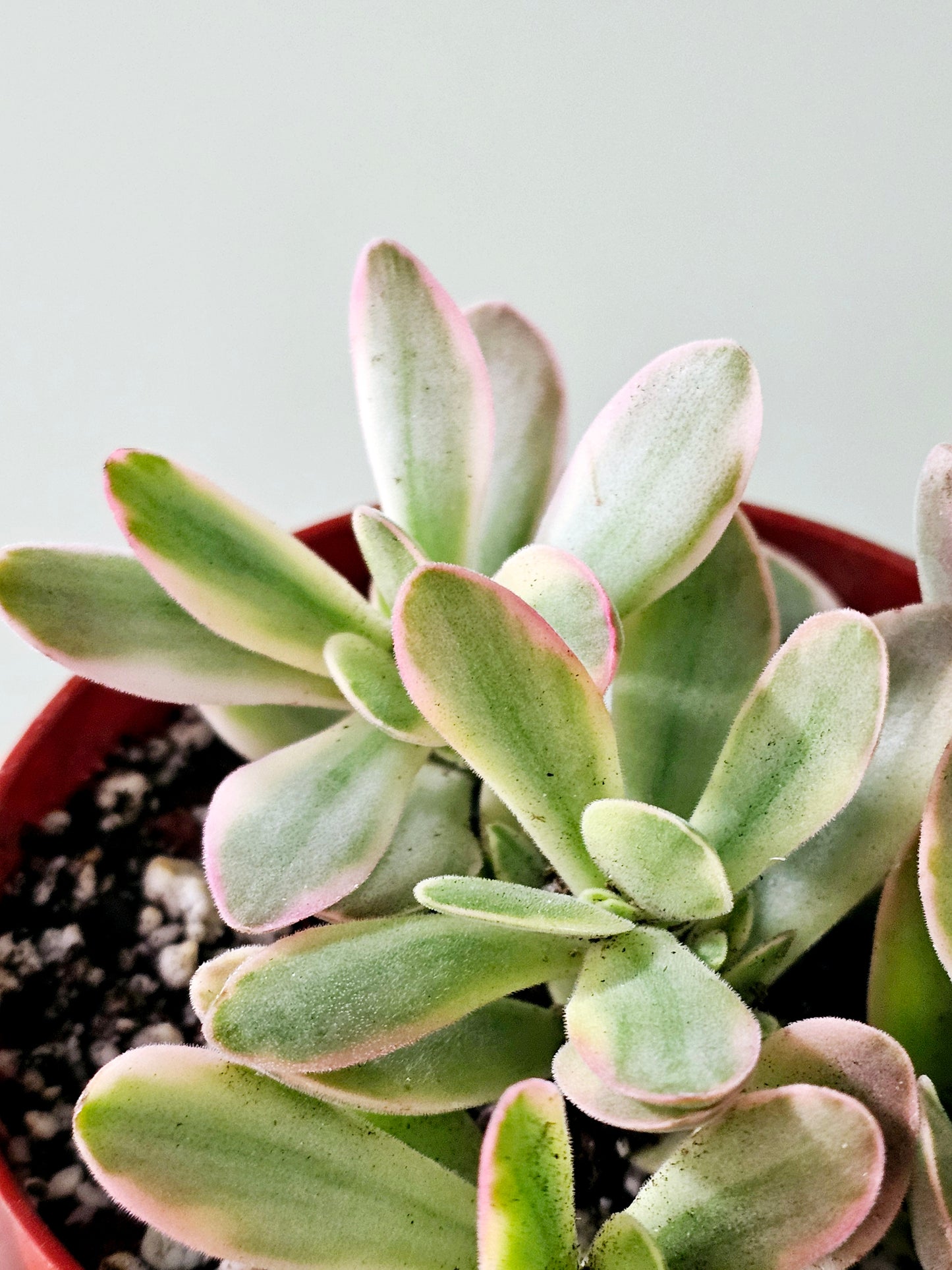 Crassula swaziensis Variegated 'Money Maker' Jade 4"
