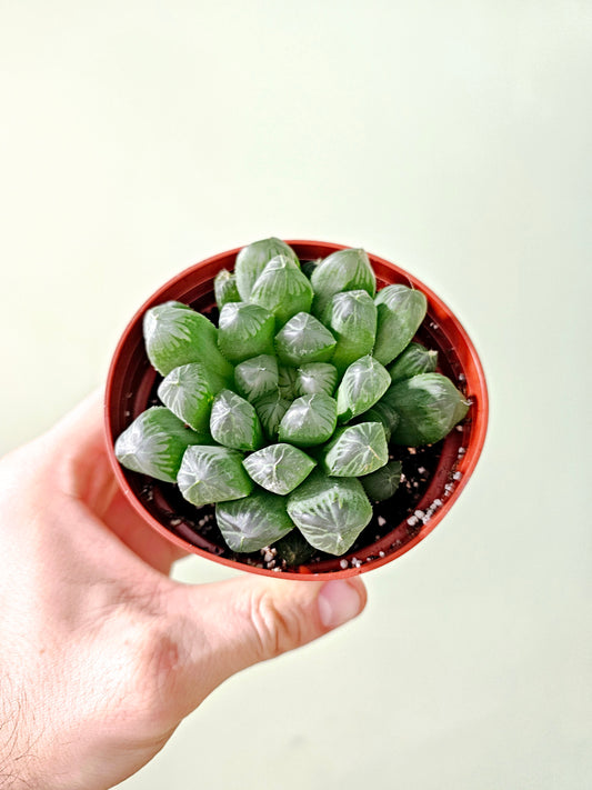 Haworthia cooperi var. truncata "Alien Eggs" 4"