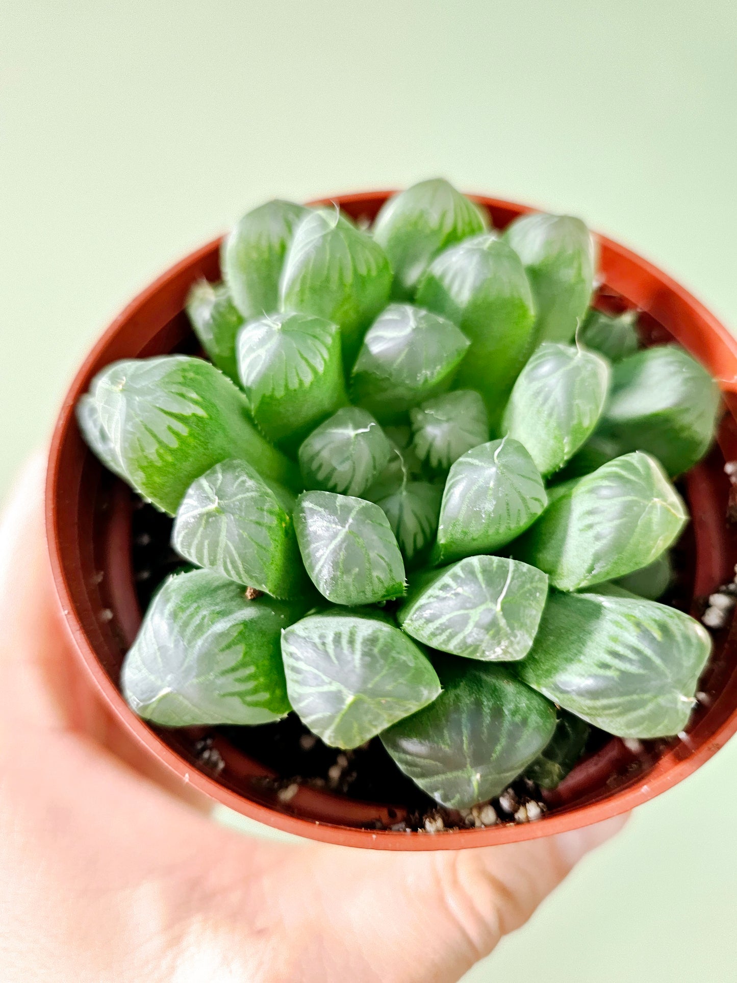 Haworthia cooperi var. truncata "Alien Eggs" 4"