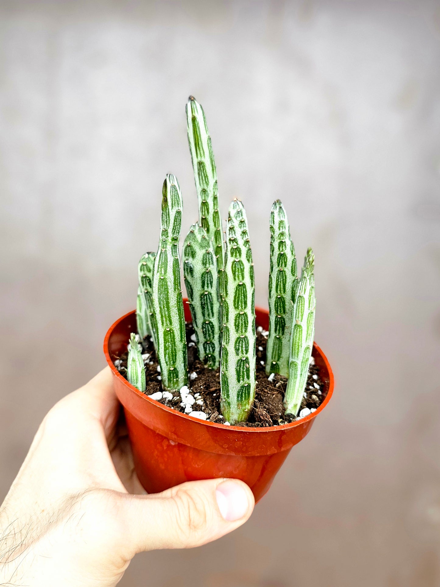 Senecio stapeliiformis "Pickle Plant" 4"