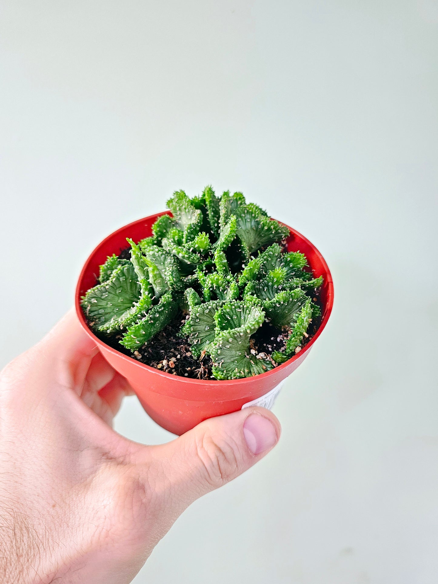Euphorbia flanaganii f. cristata "Green Coral Cactus" 4"
