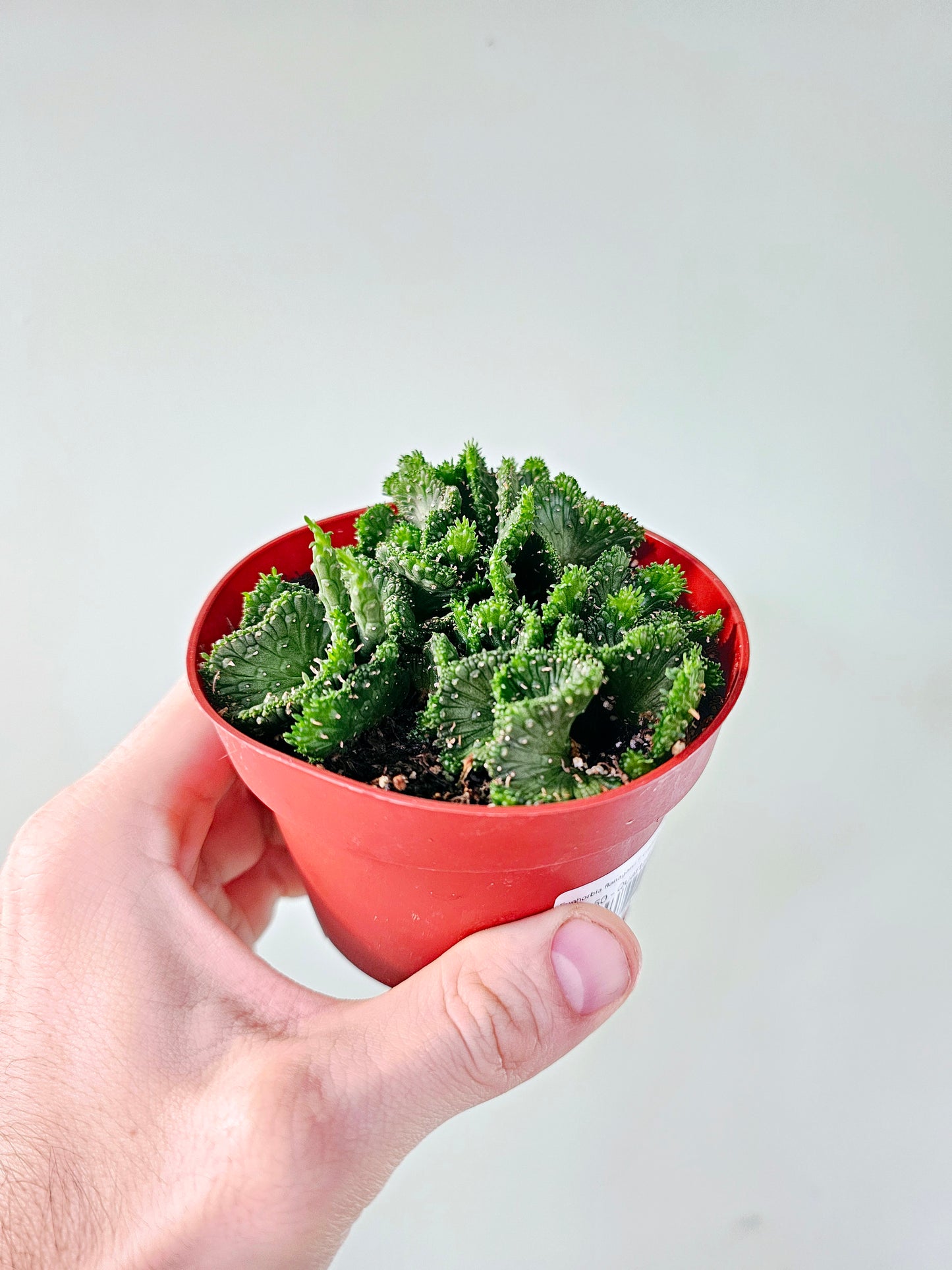 Euphorbia flanaganii f. cristata "Green Coral Cactus" 4"