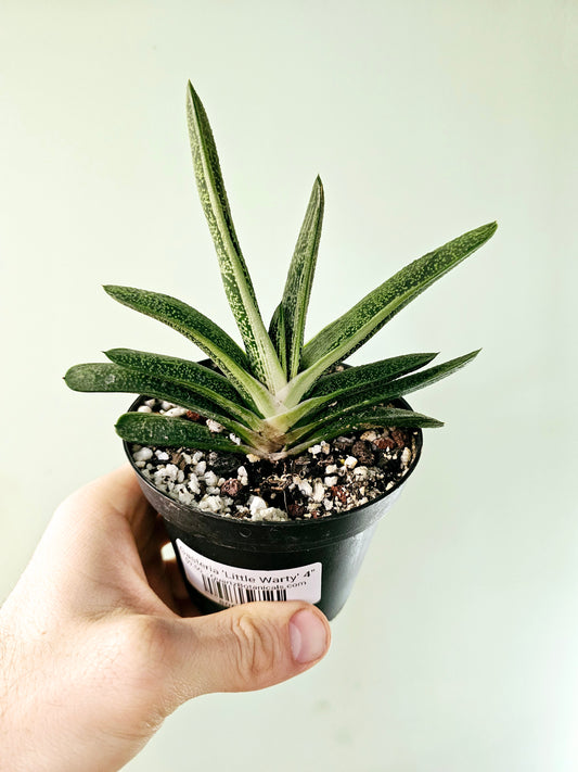 Gasteria 'Little Warty' 4"