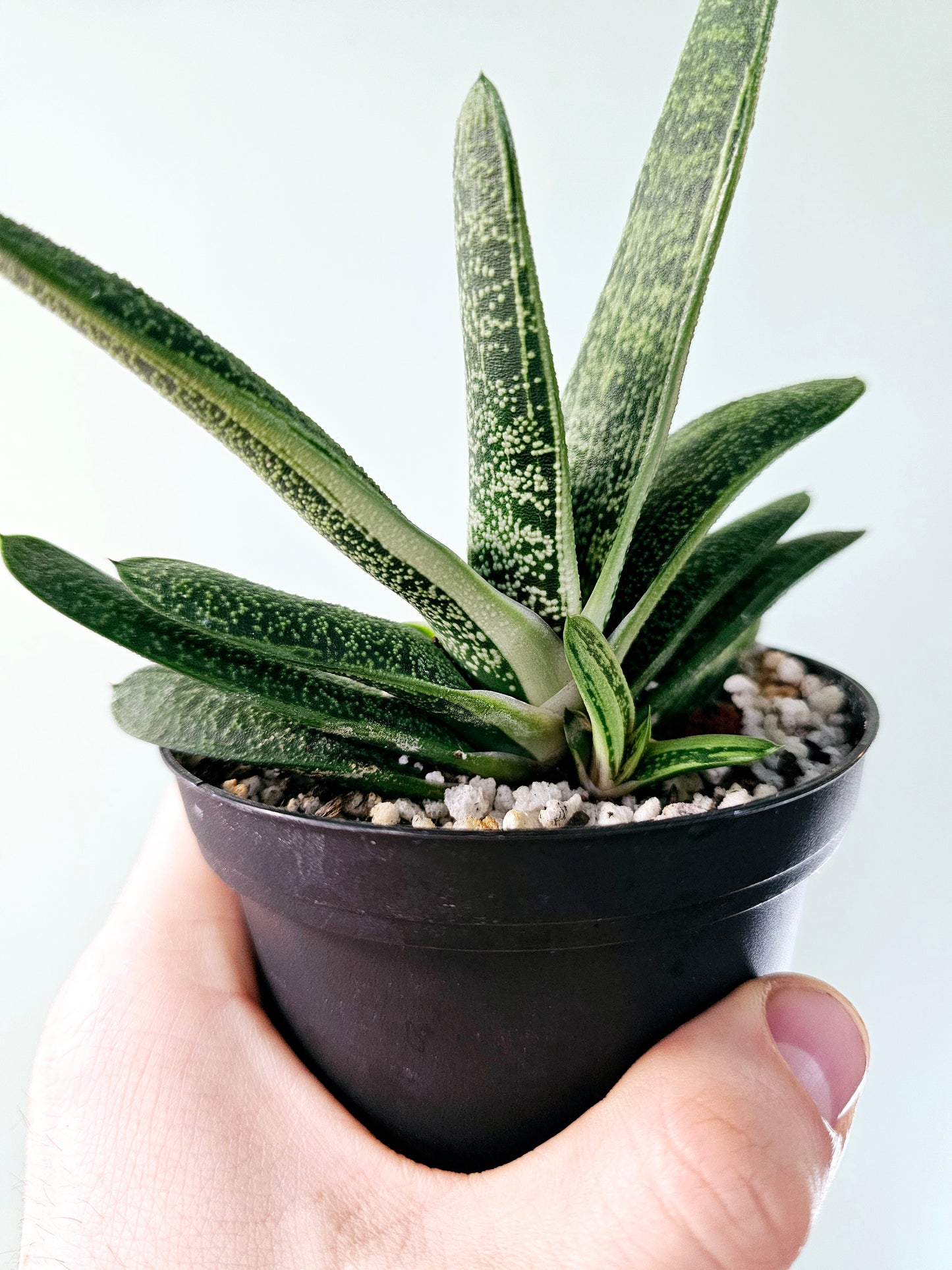 Gasteria 'Little Warty' 4"