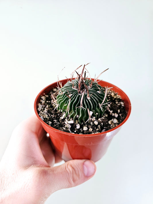 Stenocactus multicostatus "Brain Cactus" 4"