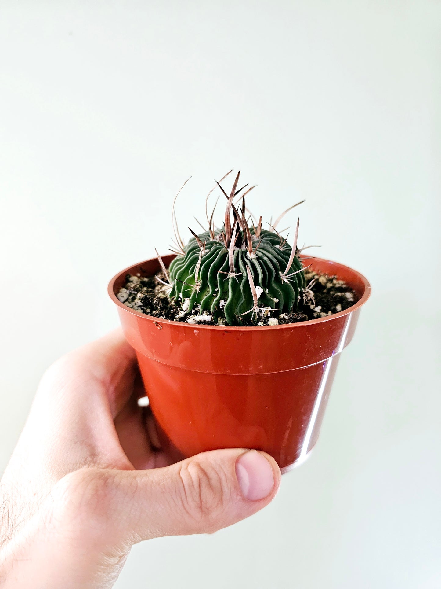 Stenocactus multicostatus "Brain Cactus" 4"