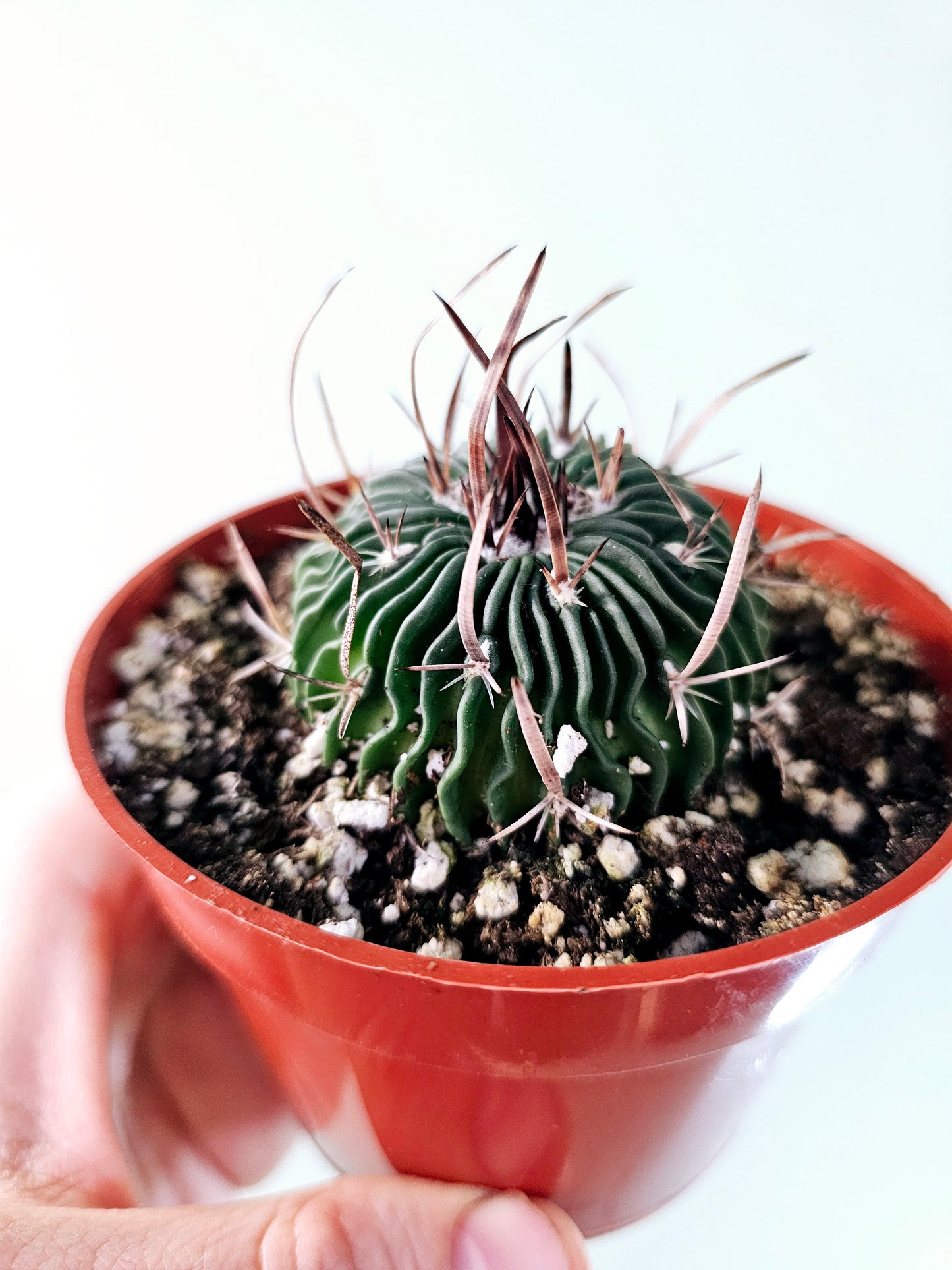 Stenocactus multicostatus "Brain Cactus" 4"