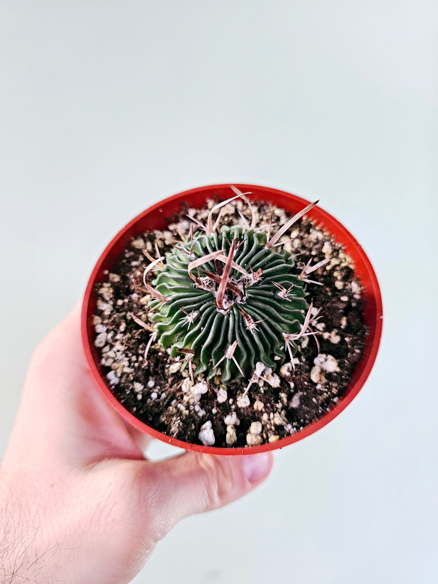 Stenocactus multicostatus "Brain Cactus" 4"