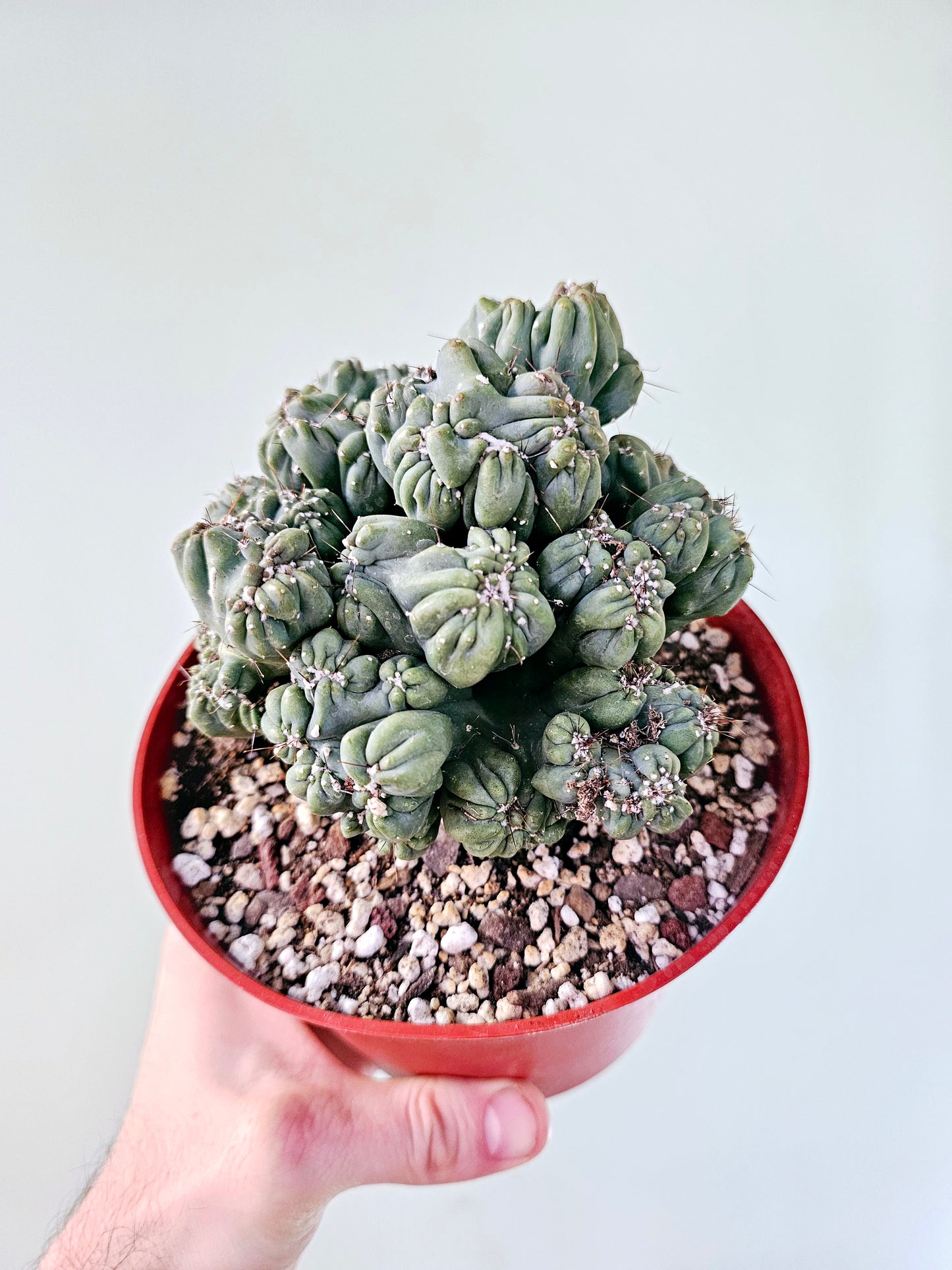 Cereus forbesii monstrose 'Ming Thing' 6"