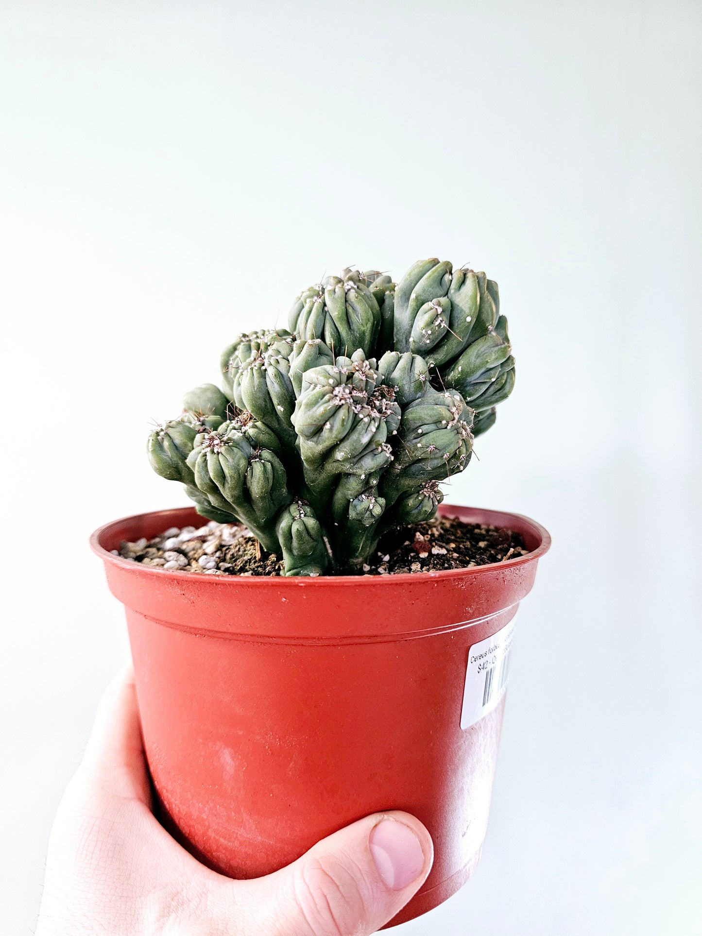 Cereus forbesii monstrose 'Ming Thing' 6"