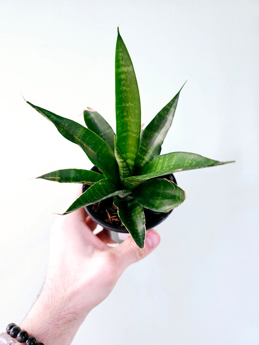 Sansevieria 'Pagoda Green' 4"