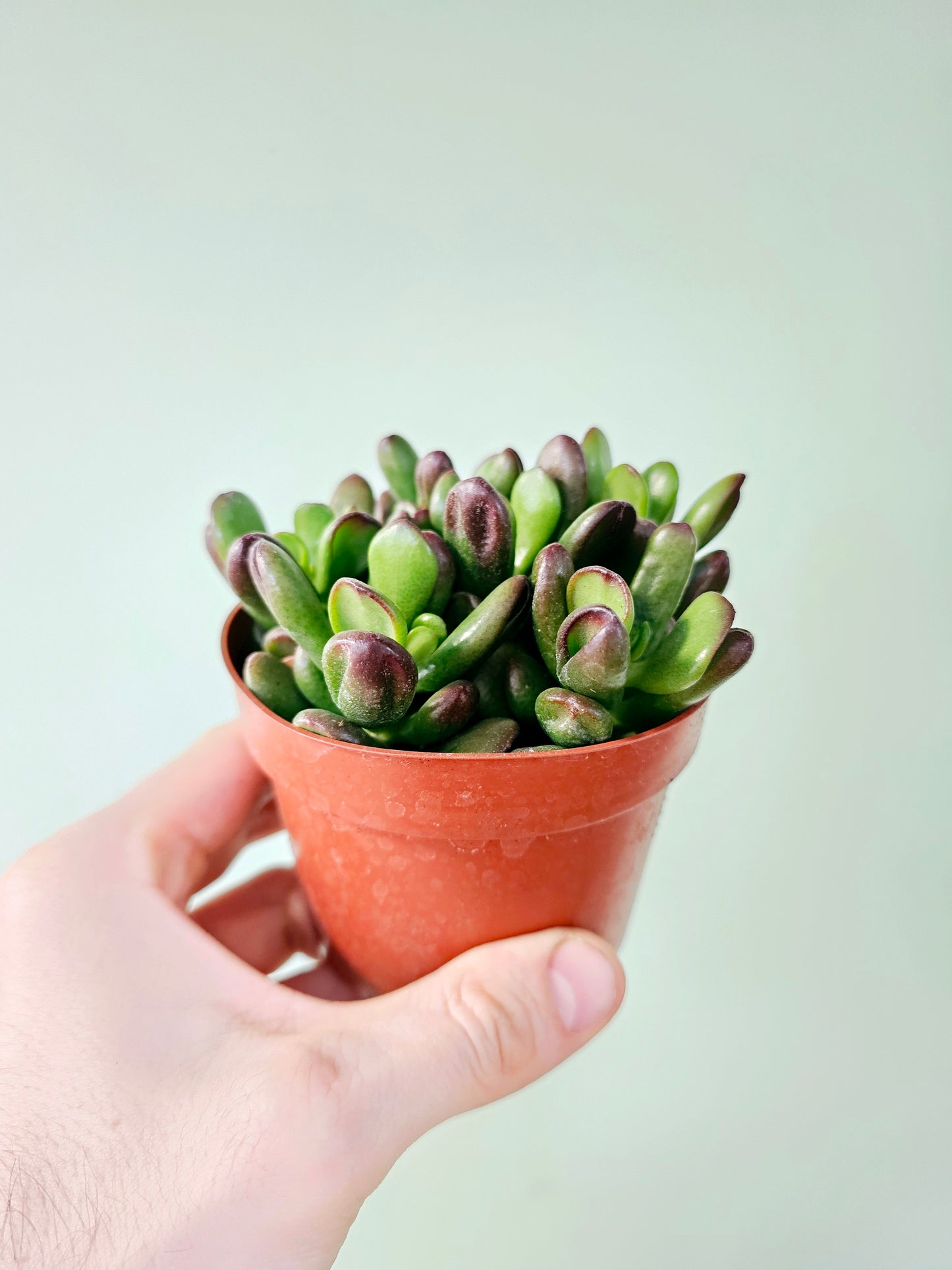 Crassula ovata 'Gollum' Jade 4"