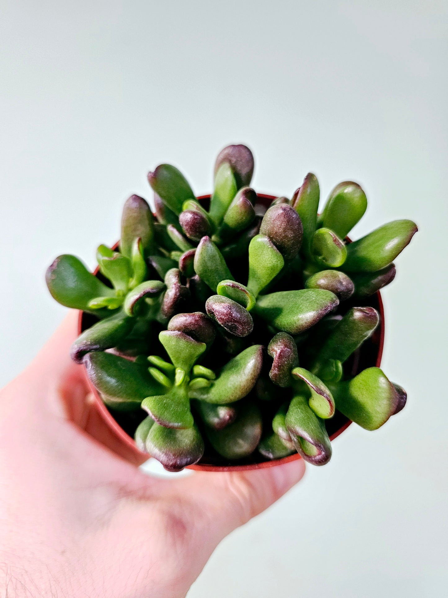 Crassula ovata 'Gollum' Jade 4"