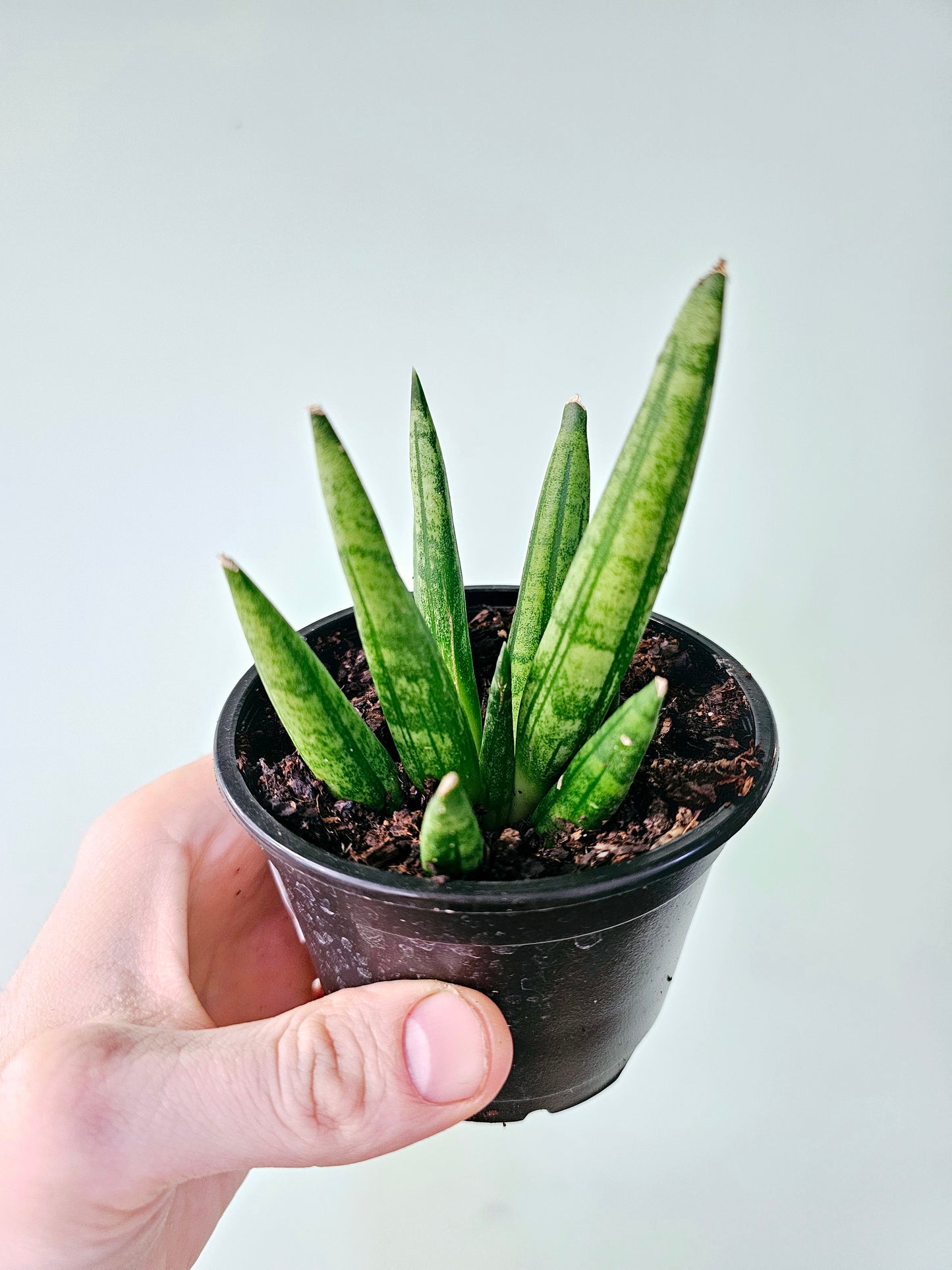 Sansevieria 'Hedgehog' 4"