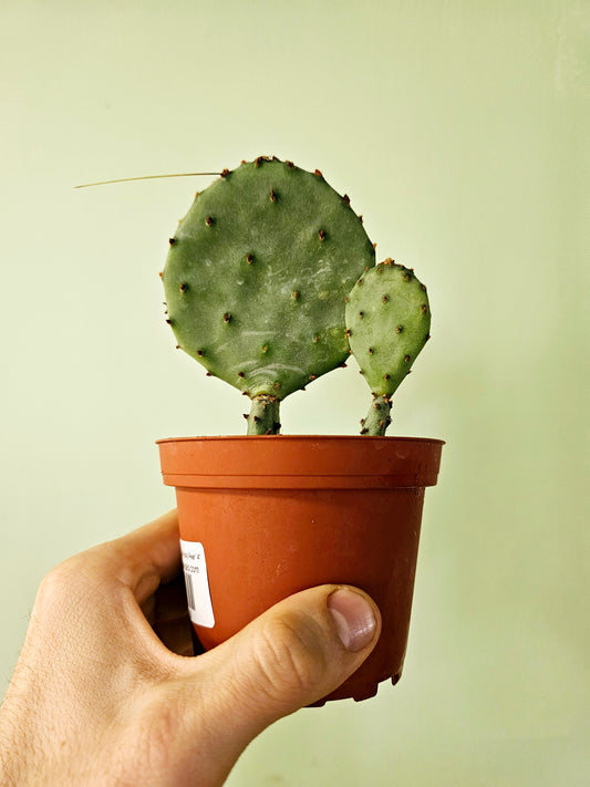 Opuntia macrocentra "Purple Prickly Pear Cactus" 4"