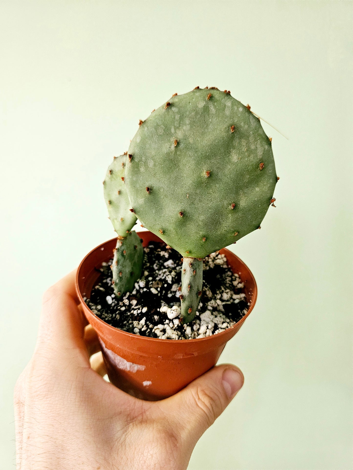 Opuntia macrocentra "Purple Prickly Pear Cactus" 4"