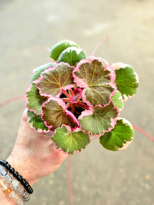 Saxifraga stolonifera Variegated "Tricolor Strawberry Begonia" 4"