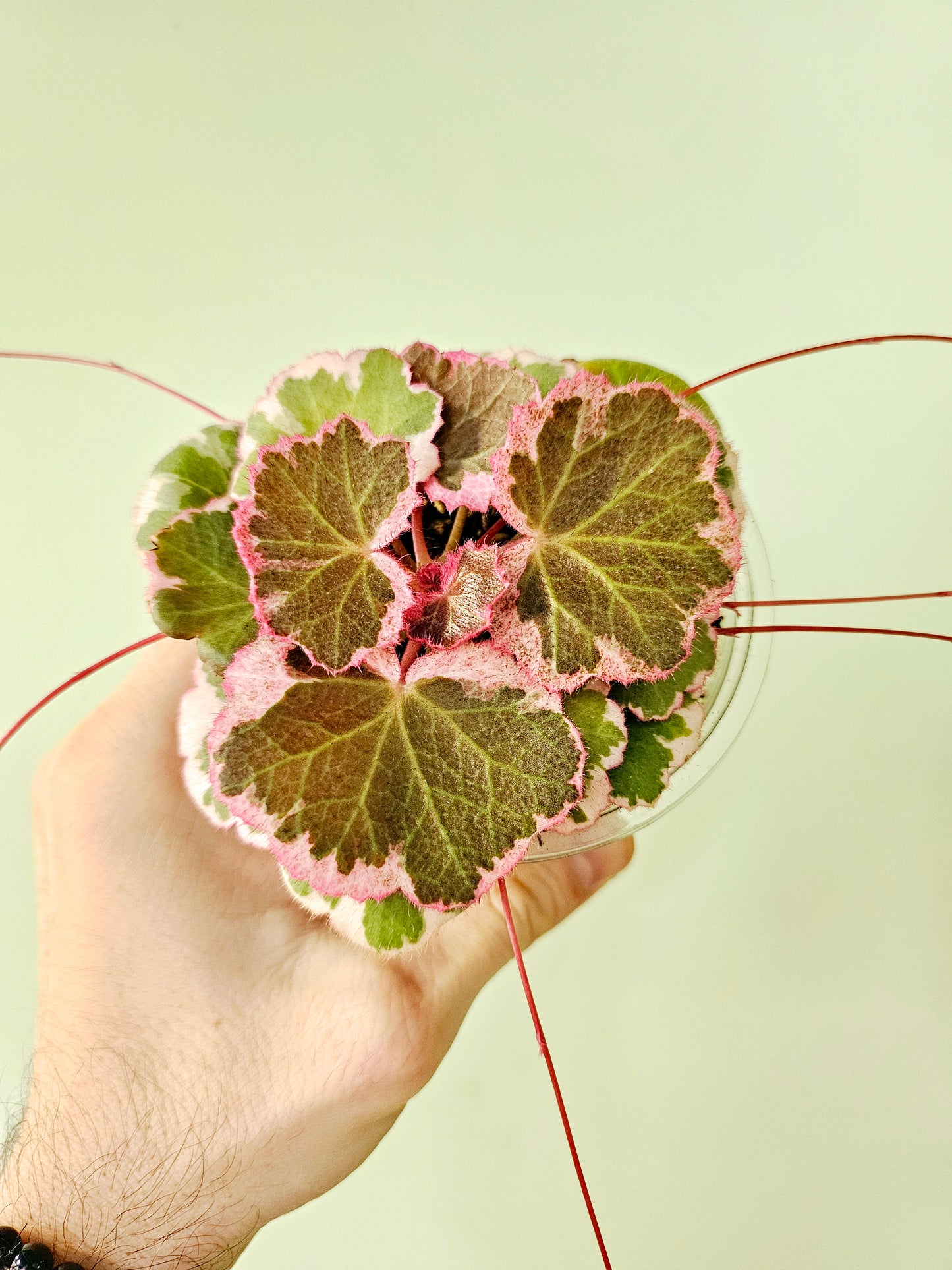 Saxifraga stolonifera Variegated "Tricolor Strawberry Begonia" 4"