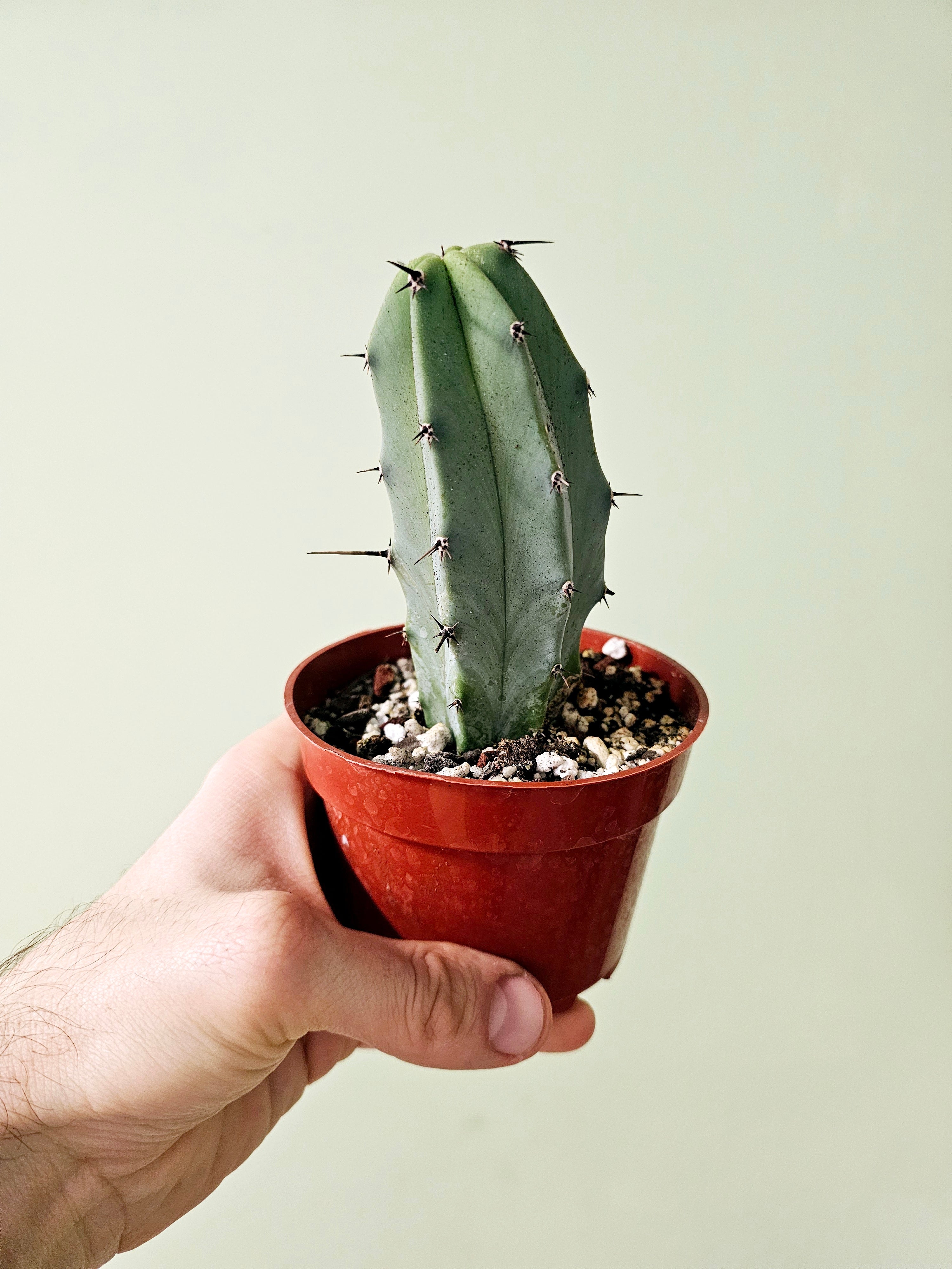 Blue Candle Crest Cactus