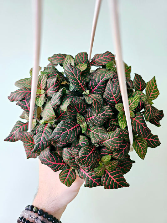 Fittonia Albivenis Red Nerve Plant 6" HB