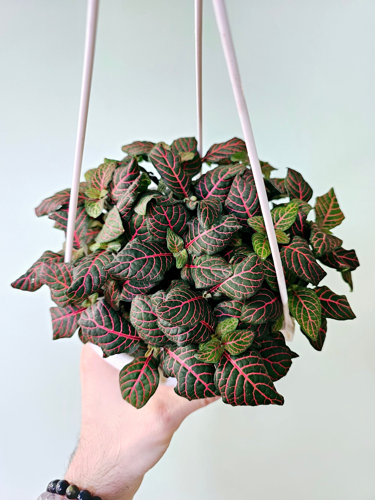 Fittonia Albivenis Red Nerve Plant 6" HB