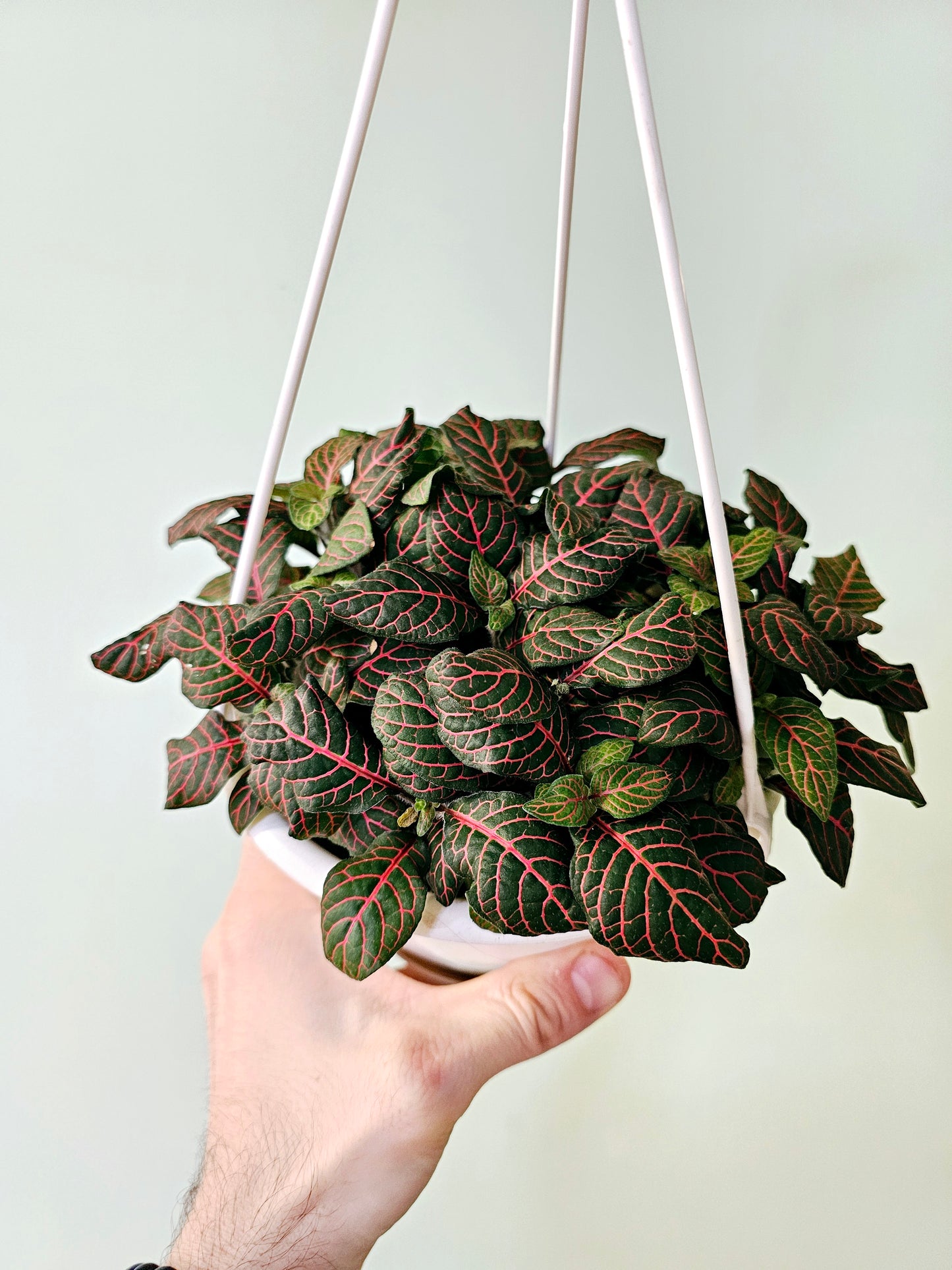 Fittonia Albivenis Red Nerve Plant 6" HB