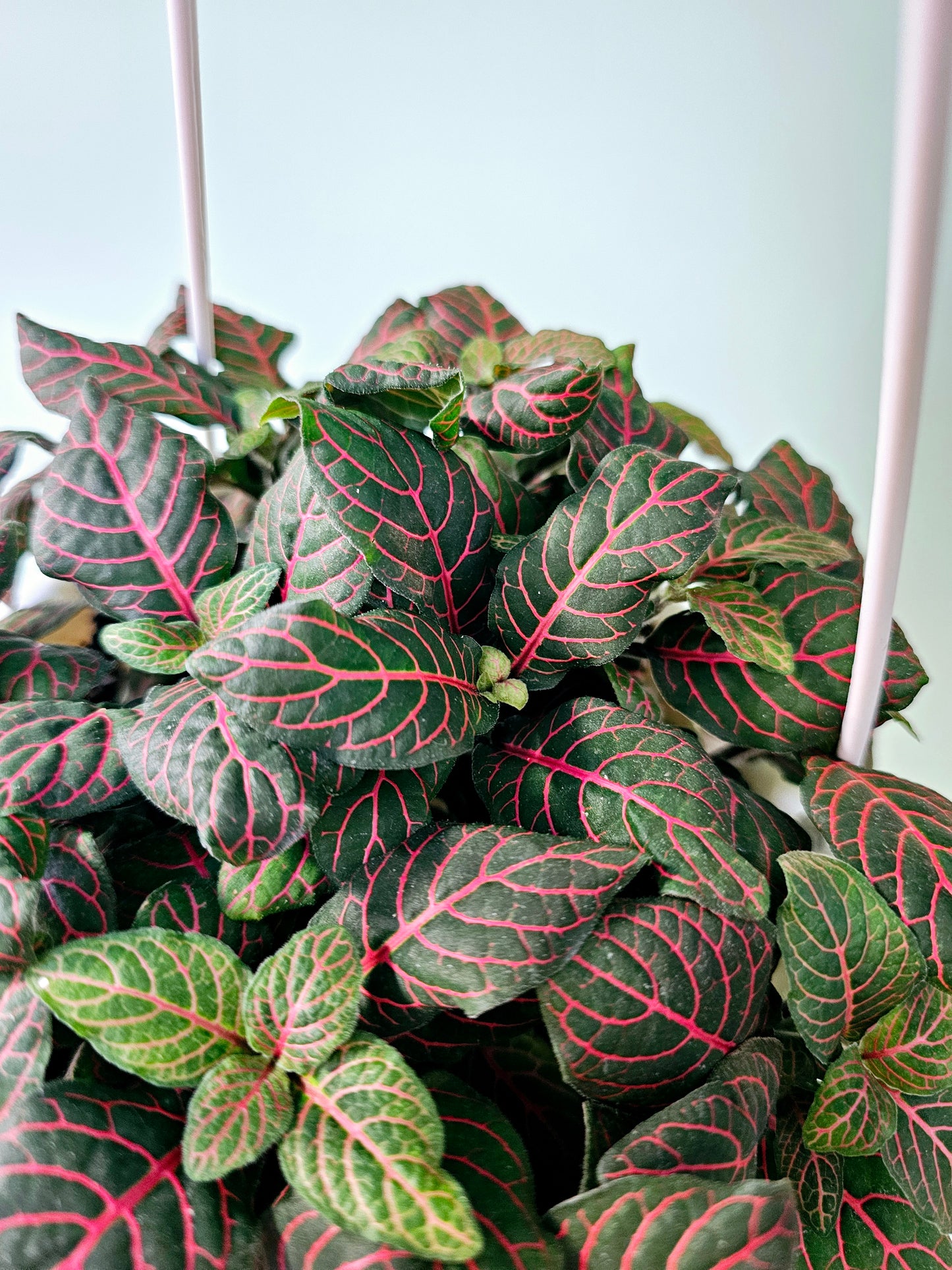 Fittonia Albivenis Red Nerve Plant 6" HB