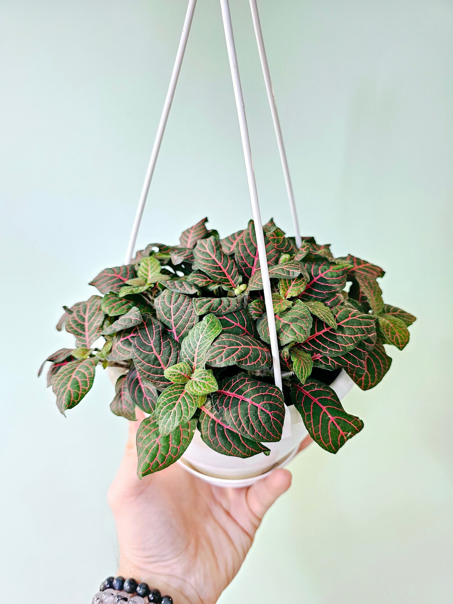 Fittonia Albivenis Red Nerve Plant 6" HB