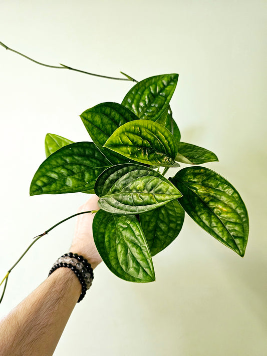 Monstera Karstenianum Peru 4"